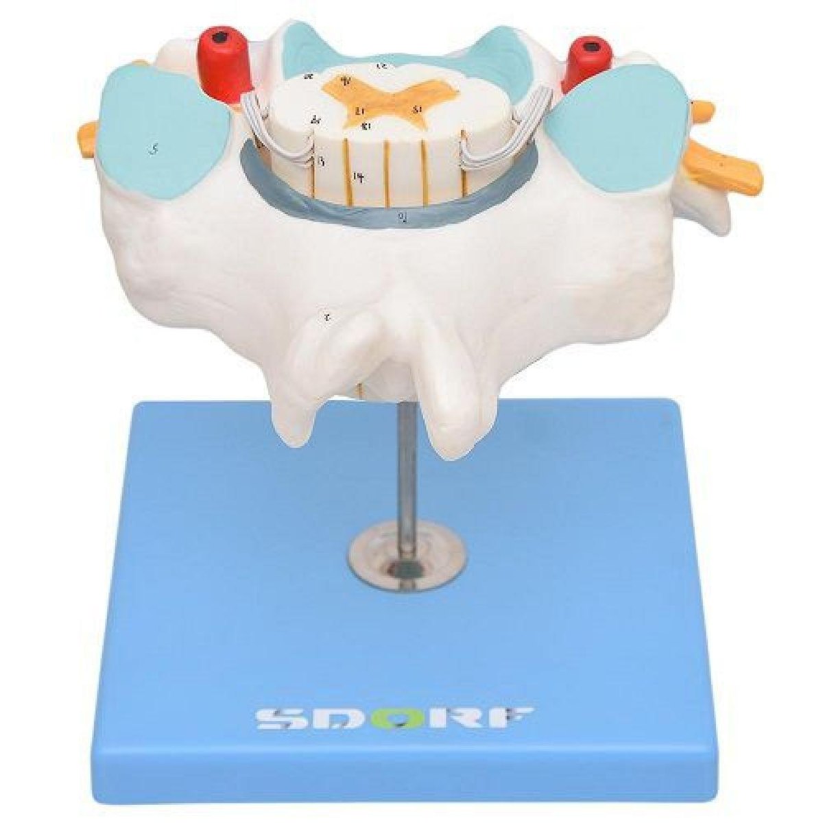 MP28008447_Vertebra-Cervical-C-cordao-Espinhal-Modelo-Anatomia_3_Zoom