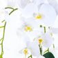 MP28141248_Arranjo-com-4-Orquideas-Brancas-Toque-Real-em-Terrario-Prata_3_Zoom