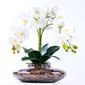 MP28096346_Arranjo-com-4-Orquideas-Brancas-Toque-Real-em-Terrario_1_Zoom