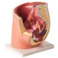 MP28006482_Pelve-Feminina-2-Partes-Modelo-Anatomia_2_Zoom