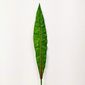 MP27459183_Folha-Dracena-Fragrans-Planta-Artificial-Permanente-82x11cm_2_Zoom