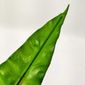 MP27459183_Folha-Dracena-Fragrans-Planta-Artificial-Permanente-82x11cm_4_Zoom