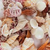 Super Z Outlet Mixed Ocean Beach Fairy Garden Seashells Marine Life For Arts &amp; Crafts, Decorações, Party Favors Collection (aproximadament