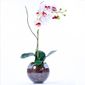 MP24755280_Arranjo-de-Orquidea-Branca-Toque-Real-Classic_1_Zoom