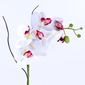 MP24755280_Arranjo-de-Orquidea-Branca-Toque-Real-Classic_2_Zoom