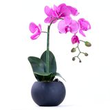 Arranjo de Orquidea Pink Toque Real Pluma