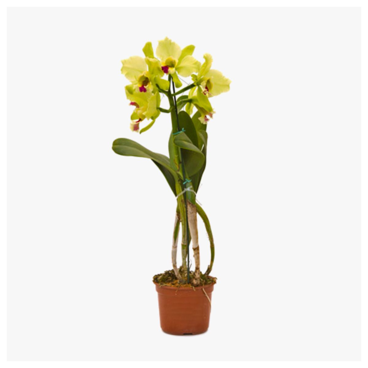 Orquídea Catleya Pote 15