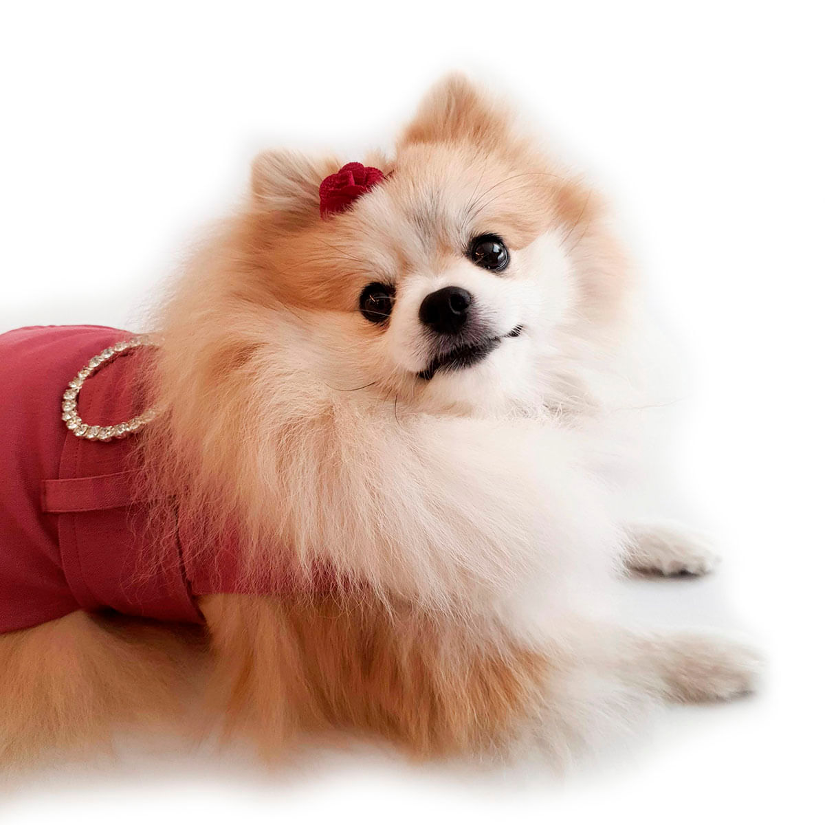 Roupa Pet Para Cães Vestido Pet Cinto Strass Linho Eco Inverno Petisco