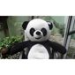 MV27701539_Urso-Panda-de-Pelucia-Gigante-1-metro-e-20-cm---Apaixonado_3_Zoom