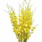 MV28412727_Orquideas-Chuva-De-Ouro-10-Galhos-Grandes-Artificial-Flores_1_Zoom