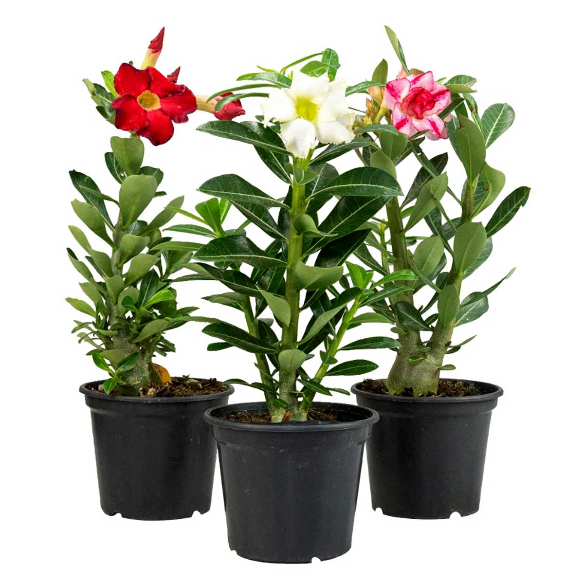 flor-rosa-do-deserto-veiling-holambra-vaso-15cm---cores-variadas-1.jpg