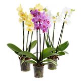 Orquídea Phalaenopsis Pote 12