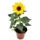 Flor Girassol Min Sun Brignt Pote 15 Amarelo Veiling Holambra