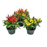 Pimenta Ornamental Pote N11