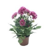 Flor Dhalia Pote 13