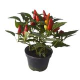 Pimenta Ornamental Pote 6