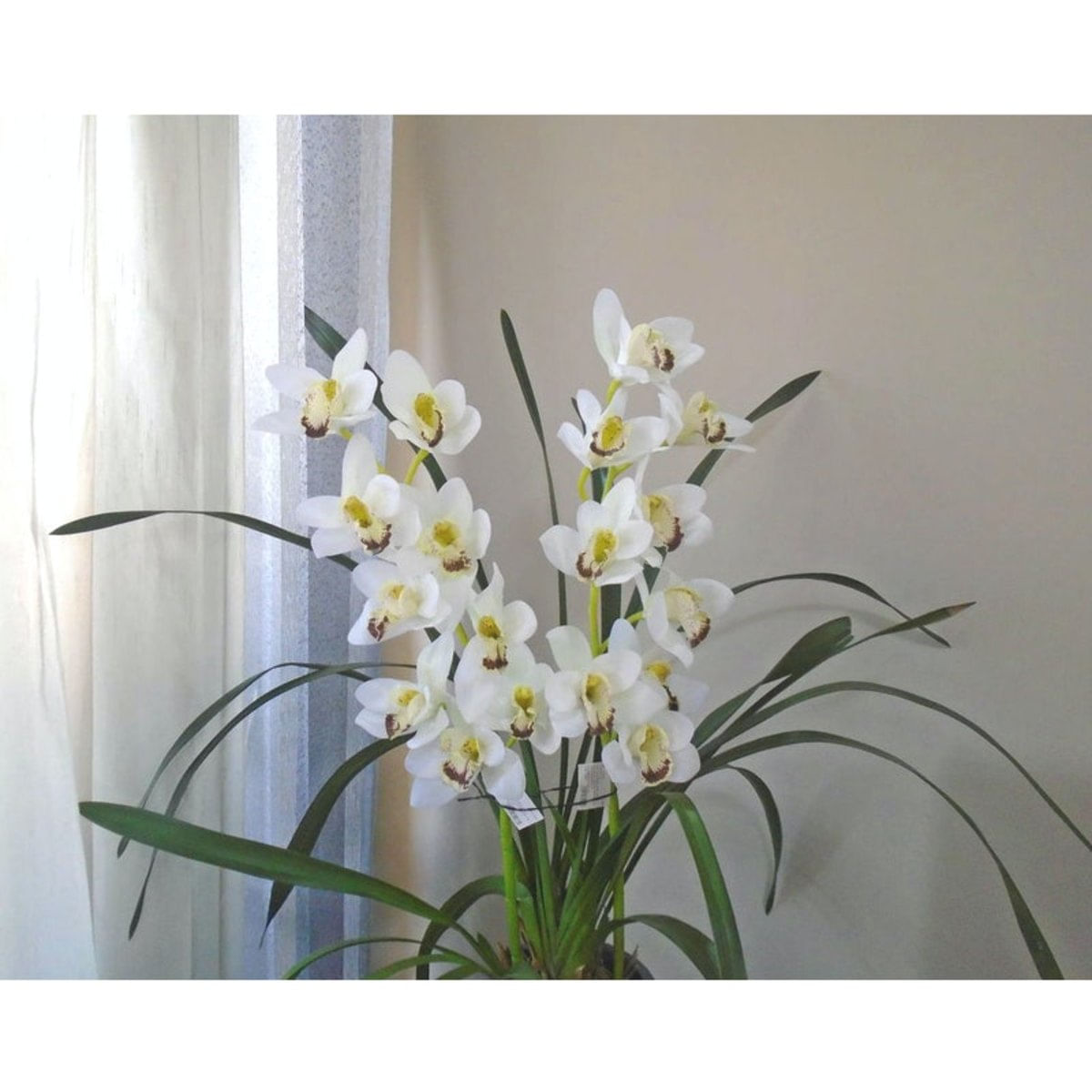 Orquídea artificial toque real cymbidium branca - Carrefour - Carrefour