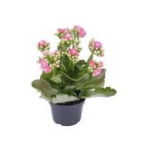 Flores Kalanchoe Dobrado Paixões Pote 11