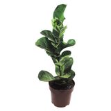 Muda Ficus Lyrata Pote 17