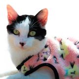 Agasalho My Dream Cat - Tam. M