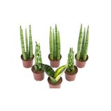 Muda Sanseveria Mini Mix Pote 6