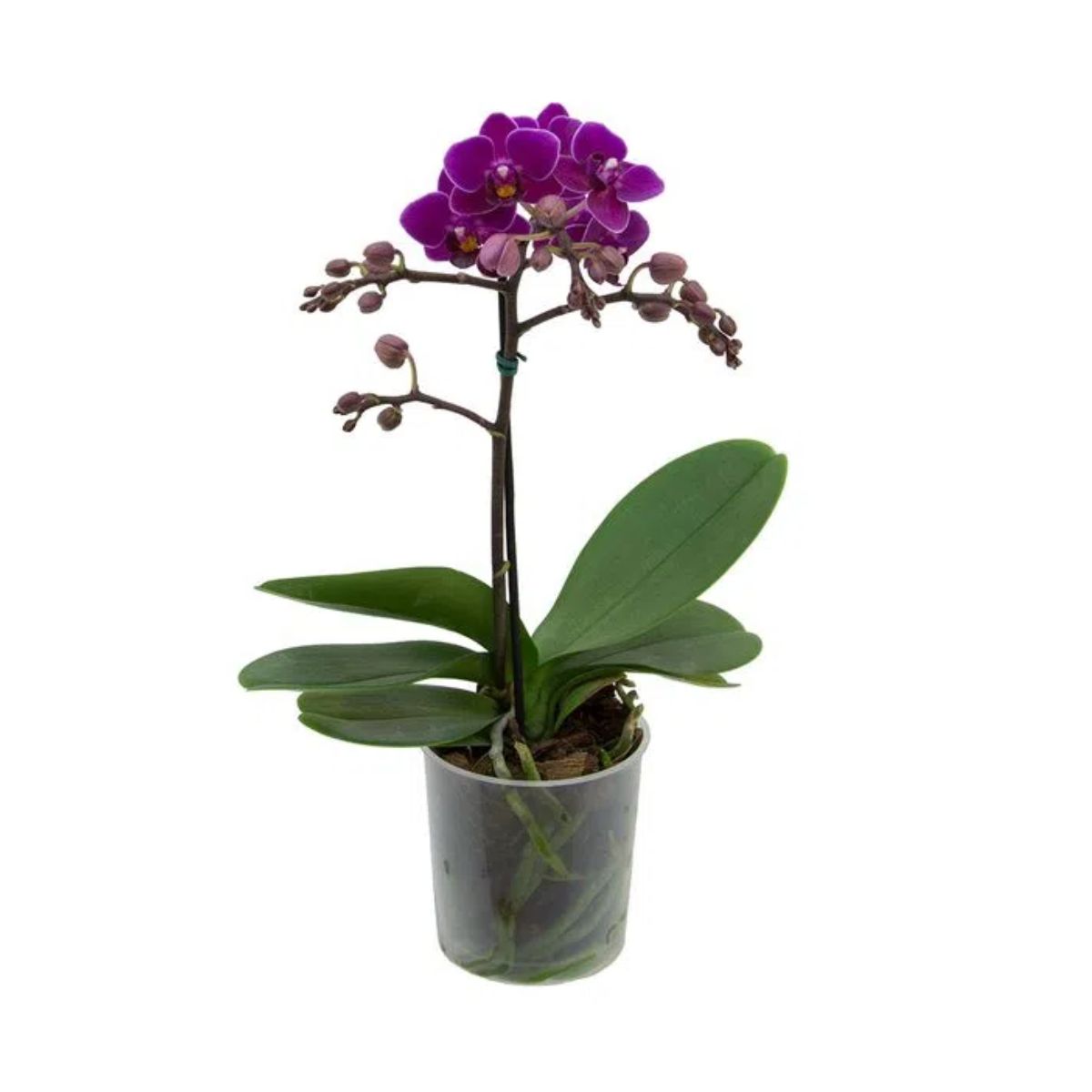 orquidea natural - Carrefour