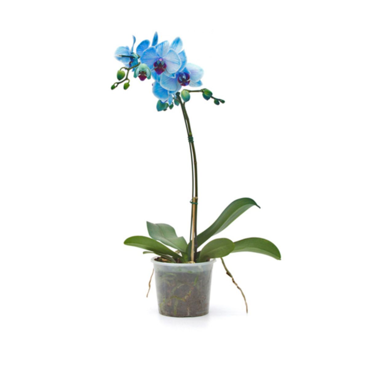 flor-orquidea-phalen-2hts-multf-pt12-carrefour-1.jpg