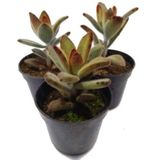 Suculenta Orelha De Gato Marrom (kalanchoe Tomentosa) - 1 unidade